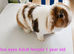 Minilop bunnies and Adult Female