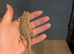 Baby bearded dragon