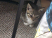 Little tabby female kitten