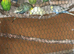 Approve breeding pair