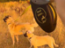 Kangal pup’s