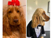 Kc Show cocker spaniel male