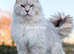 TICA Registered Maine Coon Kitten