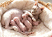 GORGEOUS ELF EARED SPHYNX BOY KITTEN
