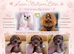True Teacup Asian Maltipoo Puppies DNA Clear