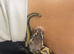 Baby royal python