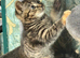 Beautiful Tabby female looking for owners