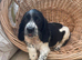 Working sprocker spaniels 1 GIRL 1 BOY LEFT