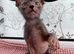 Pedigree Lykoi Kittens