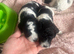 Cavapoo puppies 1 boy left