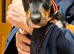 Doberman X English Bull Terrier