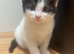 2 stunning kittens looking for new homes