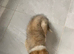 Rough collie sable puppy