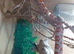Female corn snakes