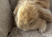 Pure placid mini lop babies