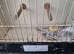 Cockatiel for sale