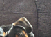 Dog for sale