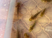 Axolotls looking for forever waters
