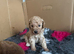 Miniature poodle puppies