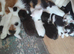 11 adorable kittens