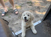 16 week old Golden Retriever with dwarfism