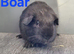 Beautiful Baby guinea pigs for sale