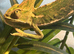 Yemen Chameleon male well handled looking for new home