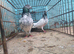 Pairs of pakistani hihhfliers for sale