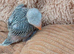 Handreared Grey/Blue ringneck parakeet