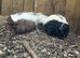 Unrelated pair of skunks proven breeding pair