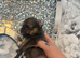 3 beautiful Pomeranian pups