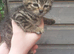 Bengal X KITTENS 2 Boys 2 Girls Ready Now
