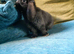 Mini lop baby bunnies