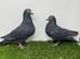 Black Racing pigeons.