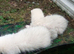Ferret kits for sale