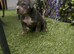 American Pocket Bullies