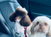 Rick James chocolate parti toy poodle for STUD