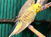 Young Budgies 8 to 10 Weeks Old Available Runcorn Area