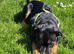 Staffy cross Rotty