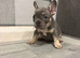 Last female stunning French bulldog puppies kc reg