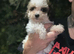 our last Toy Cavapoo Boy
