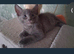 Pure Russian Blue kitten