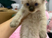 Beautiful kittens arę looking for loving forever homes