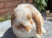 Mini lops ready now