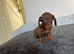 Miniature dachshund