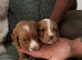 Reduced kc working puppies