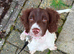 8 months old femail springer spaniel