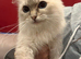 Rare lilac tortie lynx female 1 yo
