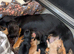 Long haired stunning puppies