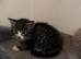 Maine coone/ British shorthair kittens